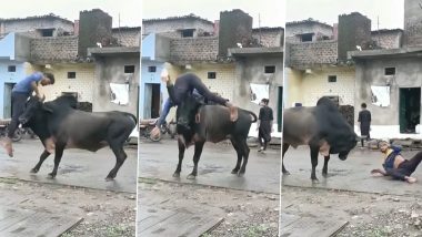 Bull Attack Video: सांड के साथ छेड़खानी कर रहा था शराबी, गुस्से में जानवर ने सिंग पर उठाकर फेंका