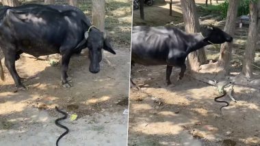 Cobra Attacking Buffalo Video: खूंटे से बंधी भैंस पर ब्लैक कोबरा ने की अटैक की कोशिश, बाल-बाल बचा जानवर