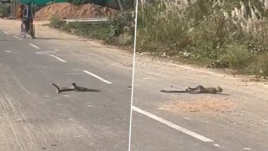 Snake vs Mongoose Fight Video: यूपी के हरदोई में बीच सड़क पर हुई नेवले और कोबरा के बीच लड़ाई, देखें वीडियो