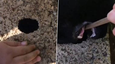 Cat Pulls Keys Out of a Hole: महिला की किचेन गड्ढे में गिरने के बाद बिल्ली ने निकाला बाहर, देखें वीडियो