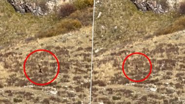 बड़े पैरों वाला विचित्र प्राणी कोलोराडो पहाड़ी पर घूमते हुए कैमरे में कैद, देखें वीडियो