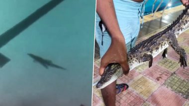 Crocodile In Swimming Pool: मुंबई नगर निगम के स्विमिंग पूल में तैरता मिला मगरमच्छ, वीडियो देख दहशत में लोग