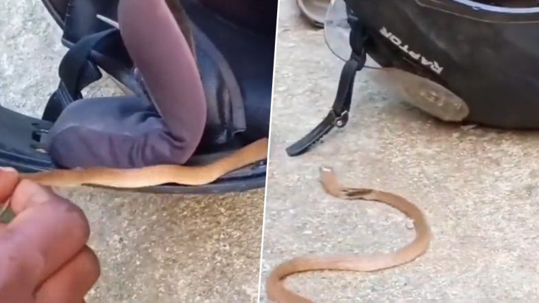 Snake Inside Helmet Video: केरल के त्रिशूर में हेलमेट के अंदर लिपटा मिला कोबरा, वीडियो वायरल