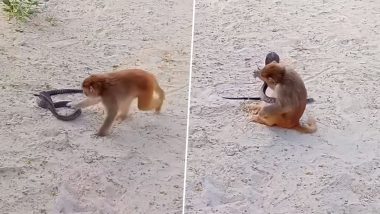Monkey and Cobra Fight: जाबांज़ बंदर ने जमकर की कोबरा से लड़ाई, उठाकर पटका- Video