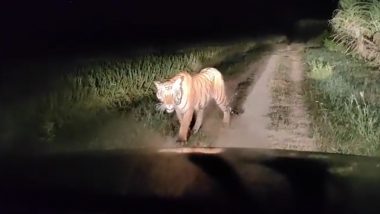 Tiger Roams in the Sugarcane Fields: लखीमपुर खीरी के गन्ने के खेतों में खुलेआम रात में घूमता दिखा बाघ, देखें वीडियो