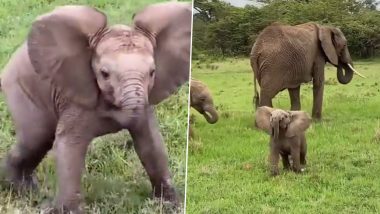 Baby Elephant Cute Video: वीडियो बना रहे हैं कैमरामैन को डरा रहे बेबी एलीफैंट का क्यूट क्लिप वायरल, देखें वीडियो