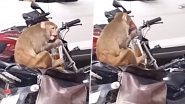 Monkey Steals Liquor From Bike: कानपुर पुलिस स्टेशन के पास बंदर ने बाइक से चुराई शराब, देखें वायरल वीडियो