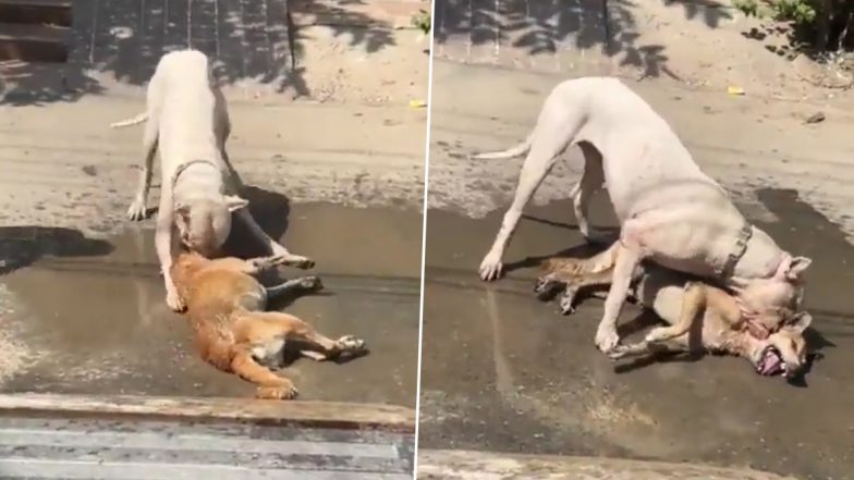 Pitbull Attack in Noida: पालतू पिटबुल ने सेक्टर 53 में स्ट्रीट डॉग को मार डाला, परेशान करने वाला वीडियो वायरल