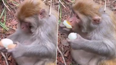 Monkey Skillfully Peels Boiled Egg: बंदर ने बड़ी ही कुशलता से छीले उबले हुए अंडे, नेटीजंस हुए इम्प्रेस