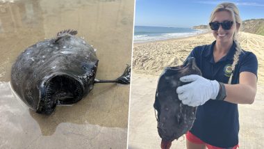 Angler Fish Found at US Beach: कैलिफ़ोर्निया समुद्र तट पर दुर्लभ गहरे समुद्र की मछली बहकर आई, लोग हैरान