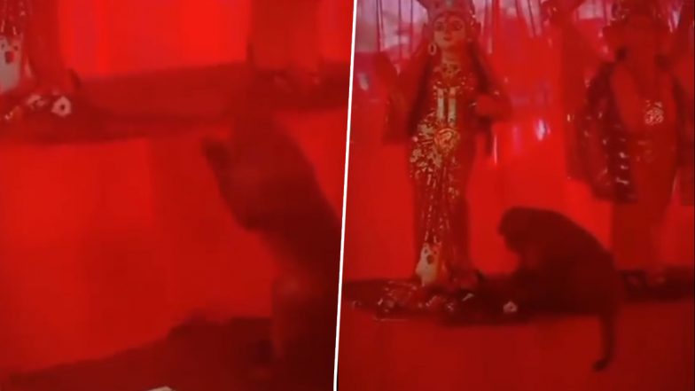 Uttar Pradesh: कुशीनगर में प्रसाद लेने से पहले बंदर ने मां दुर्गा को हाथ जोड़कर किया प्रणाम, देखें वीडियो