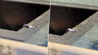 US: न्यूयॉर्क में 9/11 मेमोरियल पूल में सिर के बल कूदा व्यक्ति, दिल दहला देने वाला वीडियो वायरल