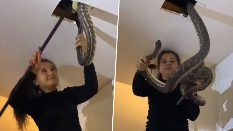 Snake Video: ऑस्ट्रेलियाई महिला ने छत से निकल रहे दो विशाल सांपों को पकड़ा, देखें वीडियो