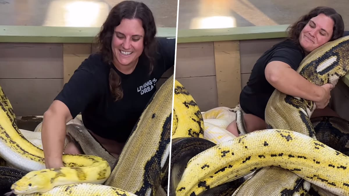 Woman Cuddles with Huge Pythons: विशाल अजगर के साथ लिपटती दिखी महिला ...