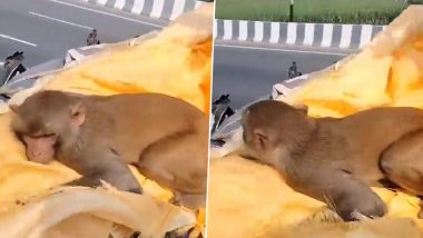 Monkey Cries Video: खाना खिलाने वाले शख्स की मौत के बाद रोया बंदर, उसके शव के साथ 35 किलोमीटर तक किया सफर, देखें वीडियो