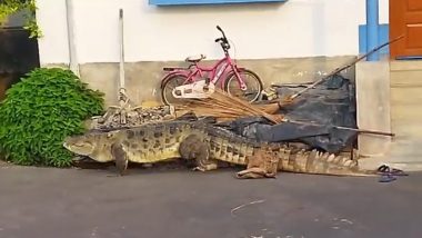 Crocodile on Street of West Bengal Video: पूर्वी बर्दवान के कालना में आवासीय क्षेत्र में घूमता दिखा मगरमच्छ, वन अधिकारियों ने किया रेस्क्यू