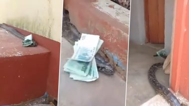 Huge Python Delivering Money Video: जिम्बाब्वे में पैसे पहुंचाते हुए विशाल अजगर कैमरे में कैद, देखें वायरल वीडियो