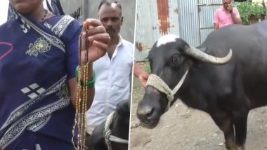 Buffalo Swallowed Mangalsutra: महाराष्ट्र के वाशिम में भैंस निगल गई 25 ग्राम सोने का मंगलसूत्र,   दो घंटे के ऑपरेशन के बाद डॉक्टरों ने पेट से निकाला- Video