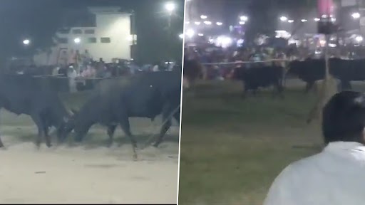 VIDEO: गाजियाबाद में रावण दहन के दौरान सांडों ने मचाया उत्पात, कड़ी मशक्कत के बाद पुलिस ने निकाला, अखिलेश यादव ने शेयर किया वीडियो