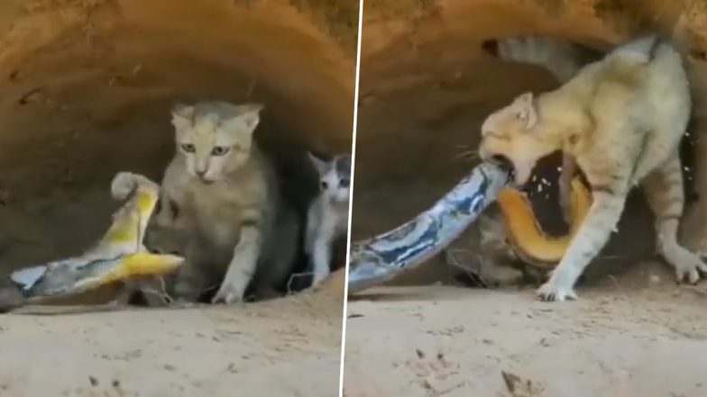 Viral Video: अपने जिगर के टुकड़ों को बचाने के लिए खतरनाक अजगर से भिड़ गई बिल्ली, मां की बहादुरी का वीडियो हुआ वायरल