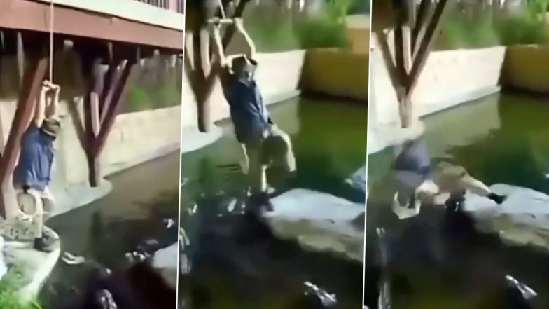 Viral Video: मगरमच्छों के बीच जाकर झूले पर स्टंट करने लगा शख्स, अचानक बिगड़ा संतुलन और फिर...