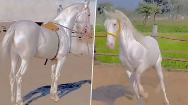 Golden Horse Viral Video: सोने की तरह चमकता है यह घोड़ा, उसकी सुंदरता पर आप भी हार जाएंगे अपना दिल