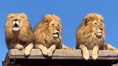 Viral Video: ‘जंगल के राजा’ का दिखा राजसी अंदाज, एक साथ बैठकर तीन शेरों ने लगाई ऐसी दहाड़ कि...