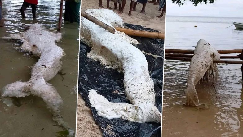 Mermaid: समंदर किनारे 'जलपरी' को देख उड़े लोगों के होश, इस रहस्यमयी जीव को देख एक्सपर्ट्स भी हैरान (See Pics)