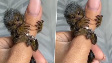 Pygmy Marmosets: उंगली पर आराम से बैठ जाता है दुनिया का यह सबसे छोटा बंदर, Viral Video देखकर नहीं होगा यकीन