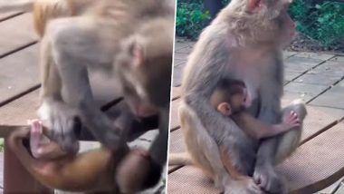 टेबल से नीचे गिरने वाला था नन्हा बंदर, मां बंदरिया ने ऐसे की अपने बच्चे की रक्षा (Watch Viral Video)