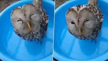 Happy Owl: टब में बैठकर मस्त अंदाज में पानी पीते उल्लू का वीडियो हुआ वायरल, उसकी अदा पर फिदा हुए लोग (Watch Viral Video)