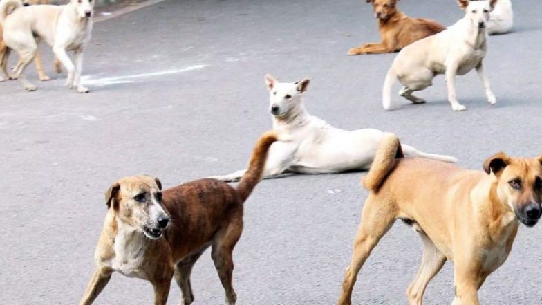राजस्थान के उदयपुर में आवारा कुत्तों का आतंक, डॉग अटैक से 4 साल की बच्ची की मौत