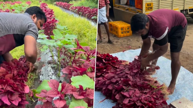 खेतों से सब्जी तोड़ने के बाद उसे बेचने के लिए ऑडी से मंडी पहुंचा शख्स, Viral Video देख हैरान हुए लोग