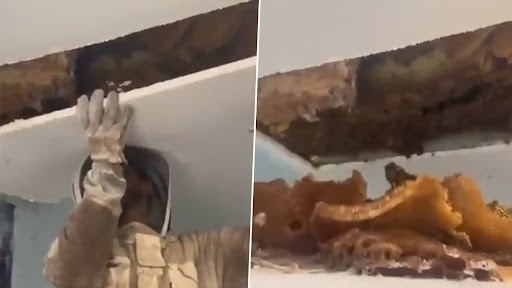 Viral Video: घर की सीलिंग के अंदर से निकले मधुमक्खियों के दर्जनों छत्ते, नजारा देख उड़े लोगों के होश