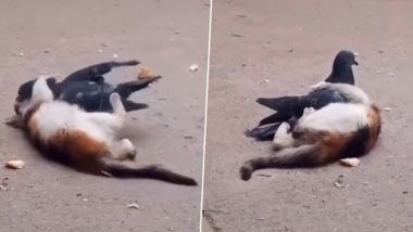 Viral Video: कबूतर और बिल्ली की अनोखी दोस्ती, एक-दूसरे के साथ मस्ती भरे अंदाज में खेलते आए नजर