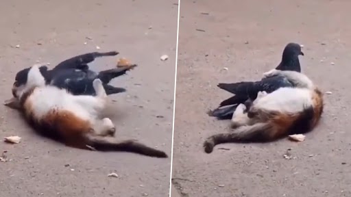 Viral Video: कबूतर और बिल्ली की अनोखी दोस्ती, एक-दूसरे के साथ मस्ती भरे अंदाज में खेलते आए नजर