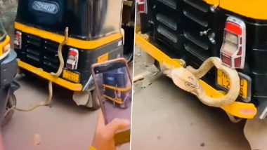 King Cobra Viral Video: बदलापुर रेलवे स्टेशन के बाहर रिक्शा स्टैंड पर दिखा किंग कोबरा, ऑटो के पीछे फन फैलाए दिखे नागराज