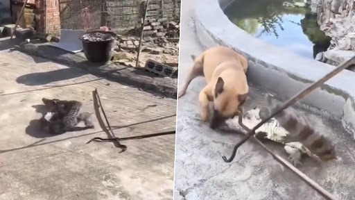 Viral Video: तेजी से भाग रहा था खूंखार मगरमच्छ, तभी पालतू कुत्ते आकर कर दिया अटैक, फिर जो हुआ...