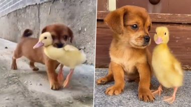 Dog & Duck Friendship: नन्हे कुत्ते और बत्तख में है पक्की यारी, दोनों की क्यूटनेस देख फिदा हो जाएंगे आप (Watch Viral Video)