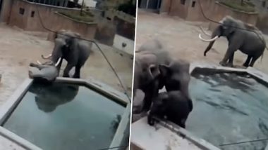 चुनौतियों के लिए तैयार करने के इरादे से पिता ने नन्हे हाथी को पानी में धकेला, बच्चे को बचाने के लिए दौड़ पड़ी हथिनी (Watch Viral Video)