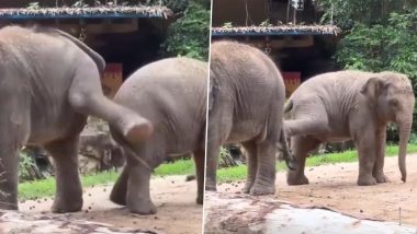 युवा हाथी भाई-बहन के बीच हुई नोकझोंक, एक-दूसरे को लात मारकर झगड़ा करते आए नजर (Watch Viral Video)
