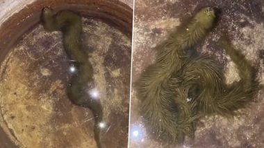 Snake Covered in Fur Found in Thailand: थाईलैंड में पाया गया फर से ढका हुआ हरे रंग का ड्रैगन सांप, देखें वीडियो