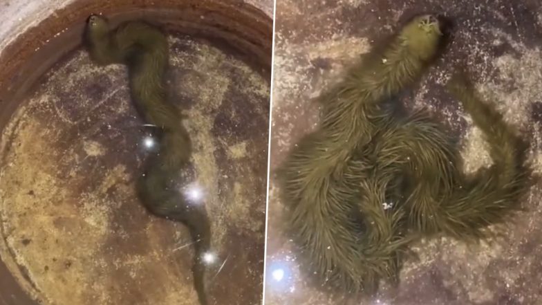 Furry Snake: दिखने में बिल्कुल घास जैसा नजर आता है यह सांप, इस दुर्लभ नागराज का वीडियो हुआ वायरल
