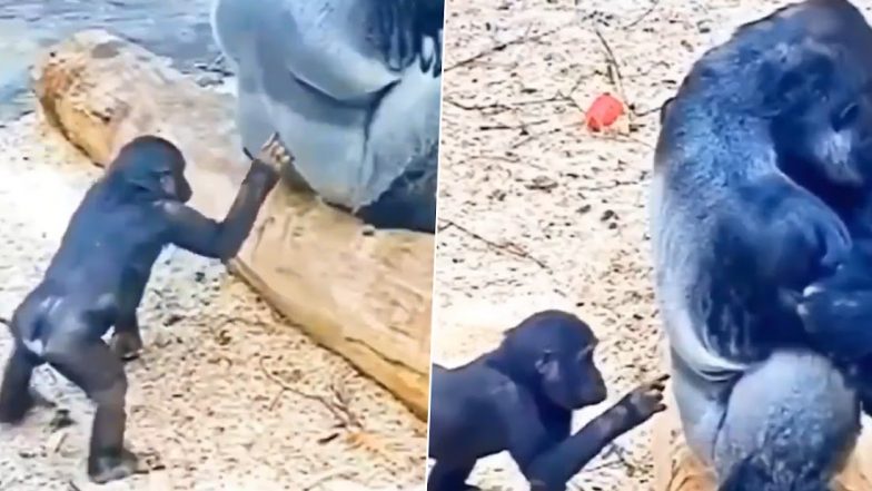 Viral Video: मस्तीखोर बेबी गोरिल्ला को सूझी शरारत, उसने फैमिली के बड़े सदस्य को ऐसे किया परेशान