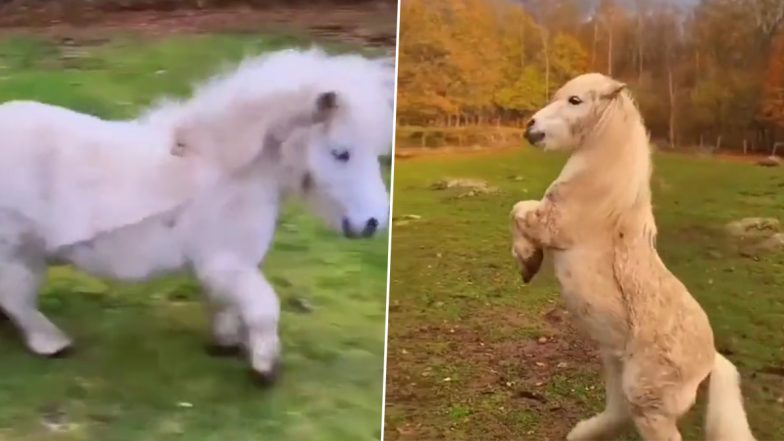 छोटी हाइट वाले ये घोड़े हैं बेहद मनमोहक, Viral Video सुंदरता देख आप भी हार जाएंगे अपना दिल