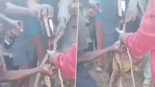 Viral Video: शराबी युवकों ने अजगर को पकड़कर की ज्यादती, मौज-मस्ती के लिए जबरन पिलाई शराब
