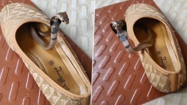 Viral Video: महिला की जूती में कुंडली मारकर बैठा दिखा खतरनाक सांप, करीब आते ही करने लगा हमला