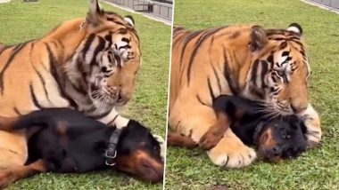 Viral Video: बाघ और कुत्ते में दिखा गजब का याराना, जिगरी दोस्त की तरह एक-दूसरे के साथ खेलते आए नजर