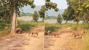 Viral Video: पन्ना टाइगर रिजर्व में साथ घुमता दिखा बाघ का परिवार, दुर्लभ नजारे का वीडियो हुआ वायरल