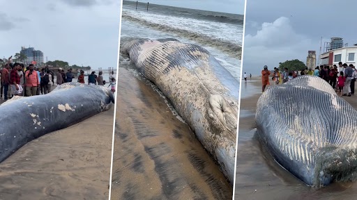 केरल में समंदर किनारे बहकर आया विशालकाय व्हेल का शव, नजारा देख उड़े लोगों के होश (Watch Viral Video)